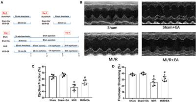 Electroacupuncture Pretreatment Mitigates Myocardial Ischemia/Reperfusion Injury via XBP1/GRP78/Akt Pathway